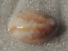 Crepidula fornicata