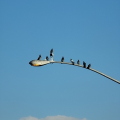 Columba livia domestica