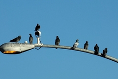 Columba livia domestica