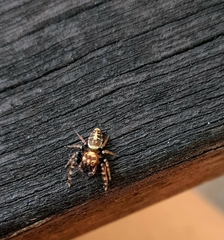 Opisthoncus sexmaculatus