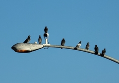 Columba livia domestica
