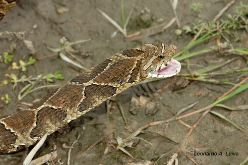 Photo of a Wagler's Snake (Xenodon merremii)