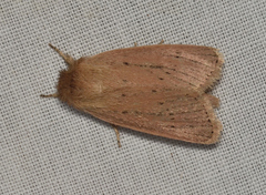 Bathytricha truncata