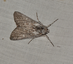Cerura melanoglypta