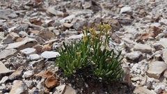 Lepidium barnebyanum
