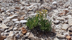 Lepidium barnebyanum