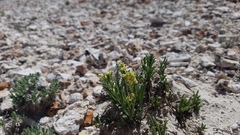 Lepidium barnebyanum