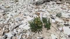 Lepidium barnebyanum