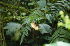 Psammisia ferruginea