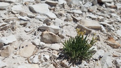 Lepidium barnebyanum