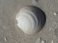 Anodontia alba