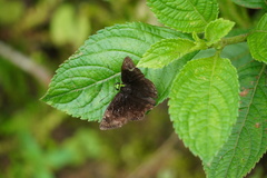 Gorgopas chlorocephala