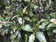 Aidia cochinchinensis