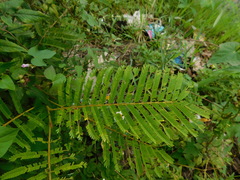 Parkia speciosa