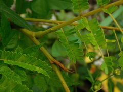 Parkia speciosa