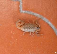Centruroides exilicauda