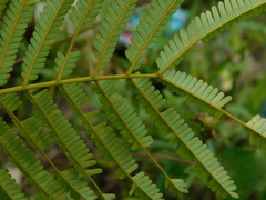 Parkia speciosa
