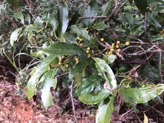 Aidia cochinchinensis