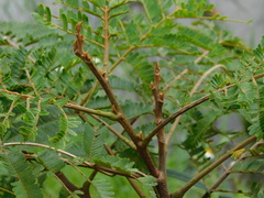 Parkia speciosa