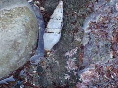 Ophiodermella inermis