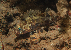 Centrogenys vaigiensis