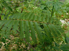 Parkia speciosa