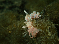Phyllodesmium serratum