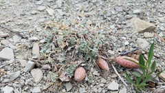 Astragalus chamaeleuce