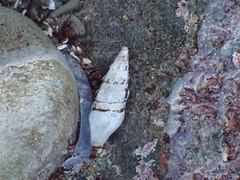 Ophiodermella inermis