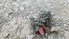 Astragalus chamaeleuce