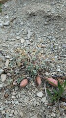 Astragalus chamaeleuce