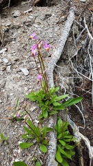 Primula pauciflora