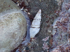 Ophiodermella inermis