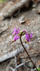 Primula pauciflora