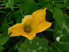 Cucurbita moschata
