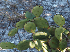 Opuntia austrina