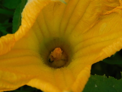Cucurbita moschata