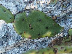 Opuntia austrina