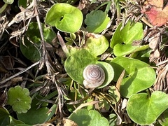 Polygyra