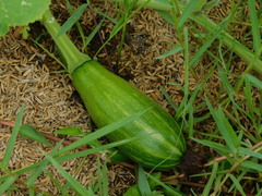 Cucurbita moschata