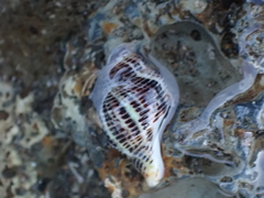 Acanthinucella spirata