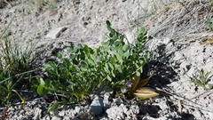 Astragalus megacarpus