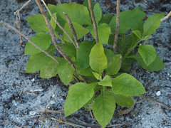 Verbesina virginica