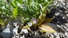 Astragalus megacarpus
