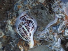 Acanthinucella spirata