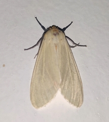 Pareuchaetes pseudoinsulata