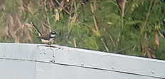 Rhipidura nigritorquis