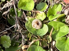 Polygyra