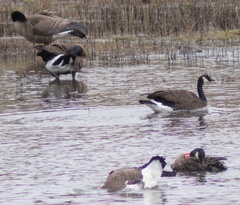 Branta canadensis occidentalis