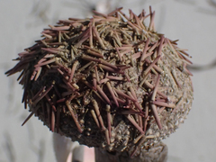 Lytechinus variegatus